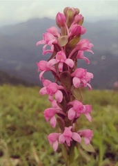 Satyrium nepalense