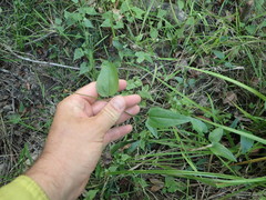 Smilax walteri