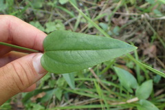 Smilax walteri