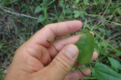 Smilax walteri