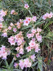 Lobostemon curvifolius