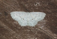 Cosymbiini