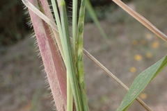 Rottboellia cochinchinensis