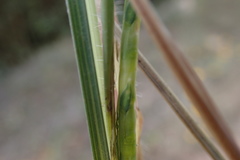 Rottboellia cochinchinensis