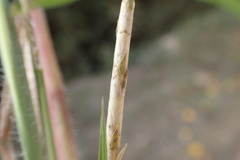 Rottboellia cochinchinensis