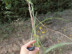 Rottboellia cochinchinensis