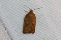 Acleris notana