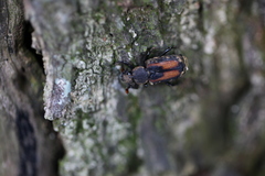 Clinterocera nigra