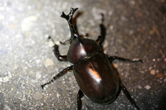 Trypoxylus dichotomus