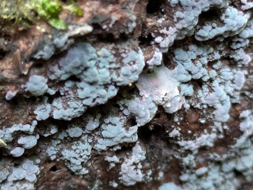 Punctularia atropurpurascens