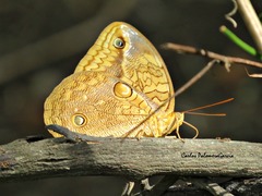 Opsiphanes boisduvallii
