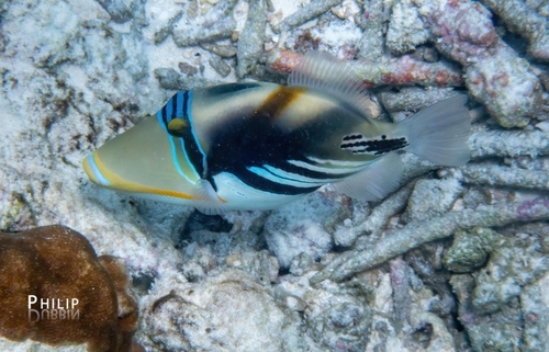 Rhinecanthus aculeatus