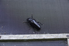 Mallodon chevrolatii