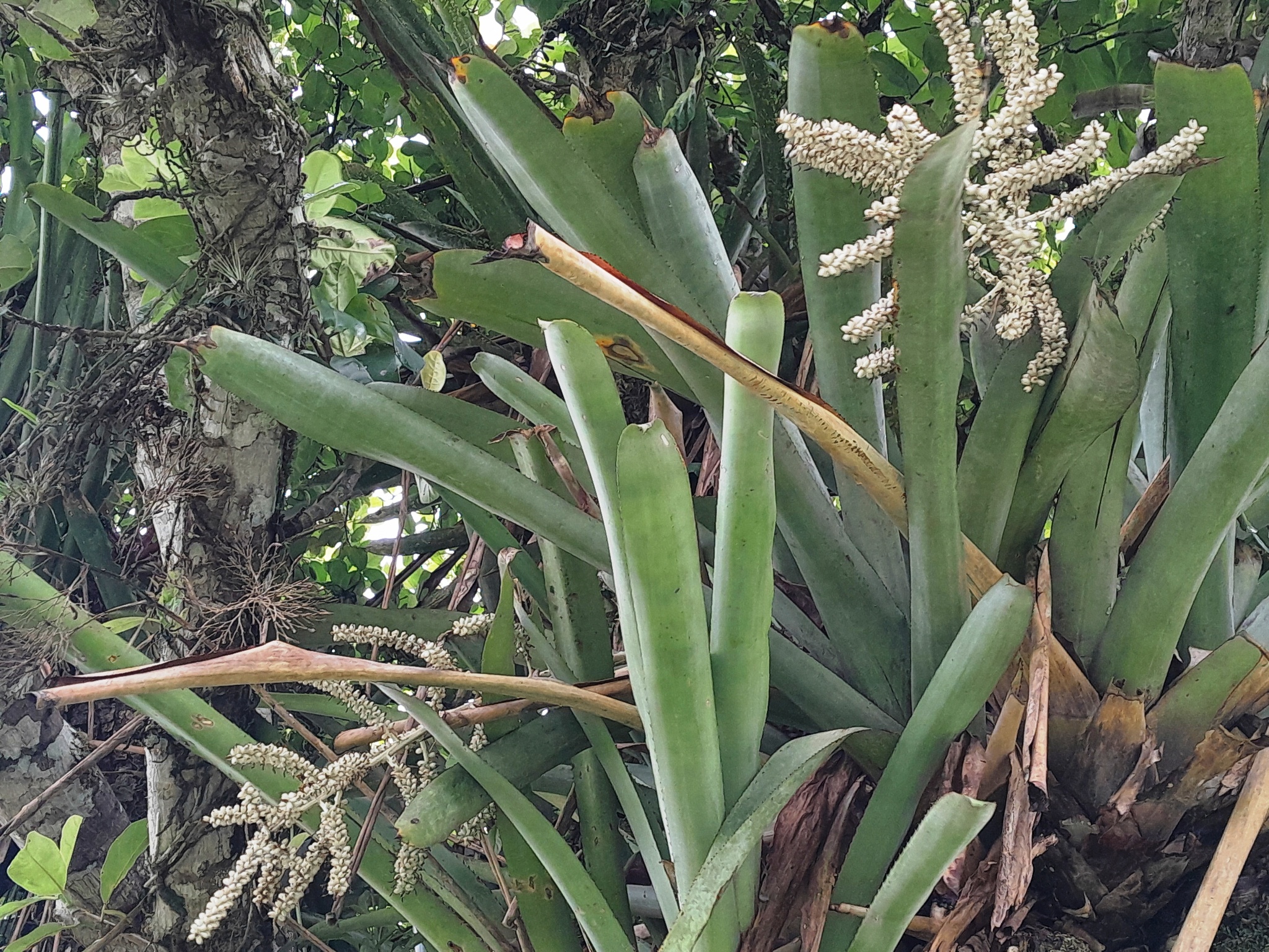 Wittmackia patentissima