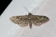 Eupithecia nanata
