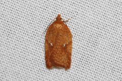 Acleris notana