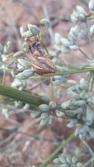 Graphosoma interruptum