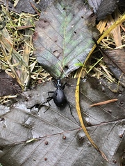 Scaphinotus angusticollis