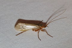 Limnephilus flavicornis