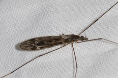 Tipula confusa