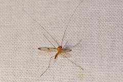 Macrocera phalerata