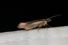 Ypsolopha parenthesella