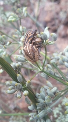 Graphosoma interruptum