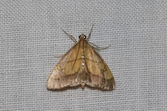 Evergestis limbata