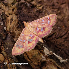 Ischnurges gratiosalis