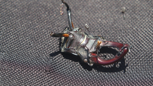 Lucanus cervus