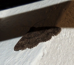 Lepidoptera