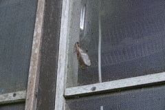 Corydalus flavicornis