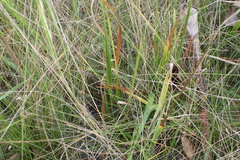 Xyris ambigua