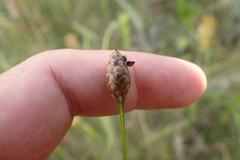 Xyris ambigua