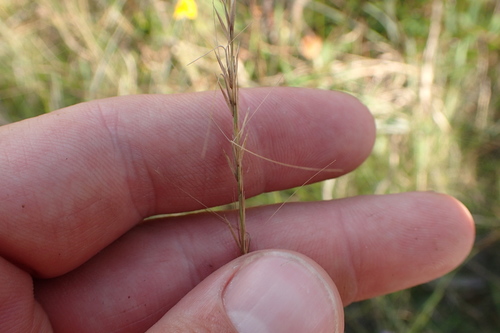 longleaf threeawn (Aristida palustris)