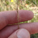 Aristida palustris - Photo (c) Andy Newman,  זכויות יוצרים חלקיות (CC BY-NC), uploaded by Andy Newman