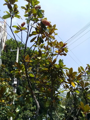 Magnolia