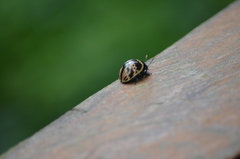 Platyphora fulvicornis