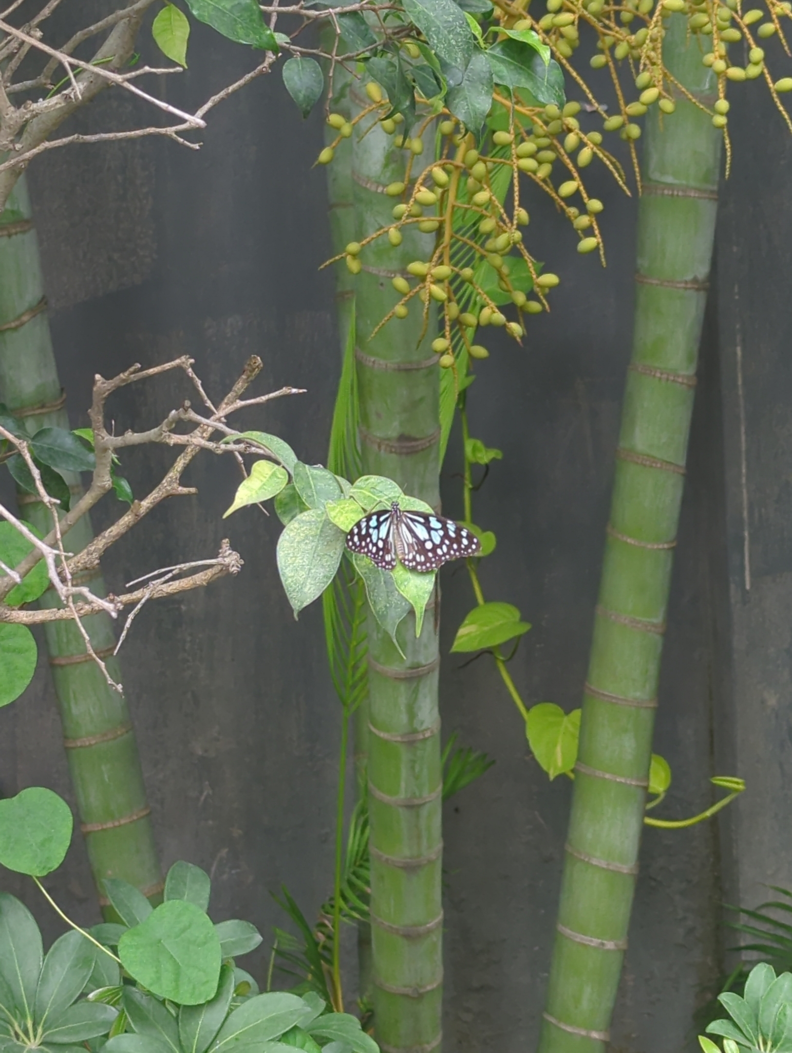 Blue Tiger