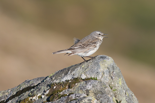 Pipit spioncelle