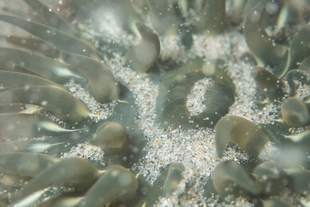 Epiactis handi