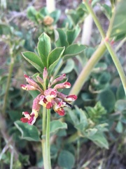 Hosackia crassifolia