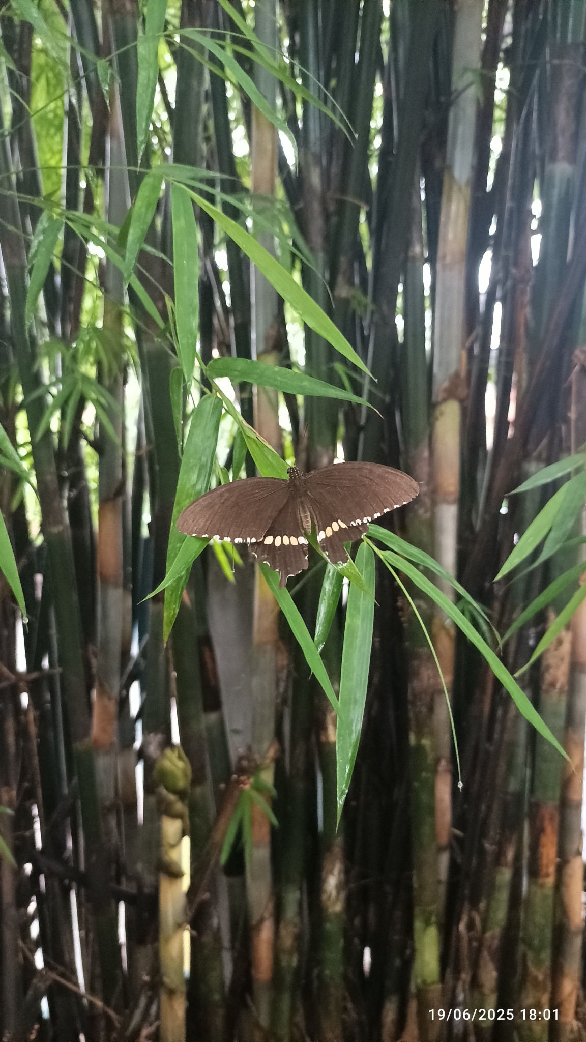 Common Mormon