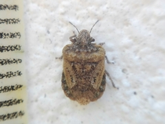 Neoleprosoma argentinensis