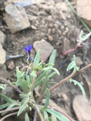 Allophyllum gilioides violaceum