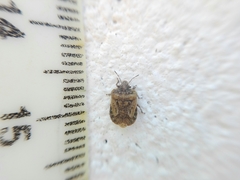 Neoleprosoma argentinensis