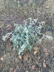 Chaenactis douglasii