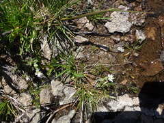 Cerastium beeringianum