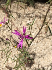 Clarkia xantiana parviflora