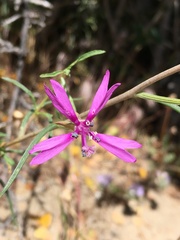 Clarkia xantiana parviflora